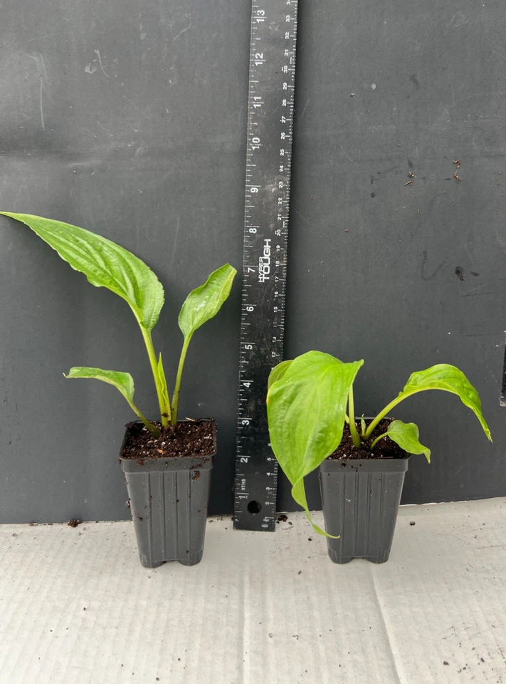 White Bat Flower Tacca integrifolia Small Rooted Starter Plant for Indoor and Greenhouse Growing