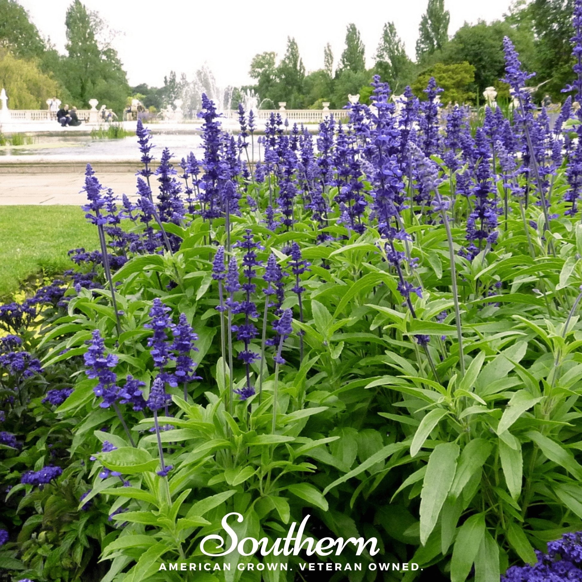 Blue Sage Seeds – Heirloom, Drought Tolerant, Pollinator Magnet, Salvia farinacea, 100 Seeds