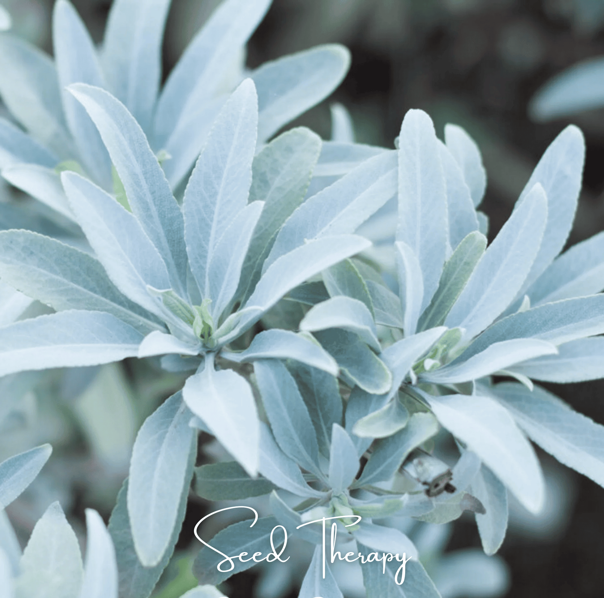 White Sage Seeds | Aromatic, Drought-Tolerant Herb | Salvia apiana | Sacred Smudging Herb for Garden & Landscape