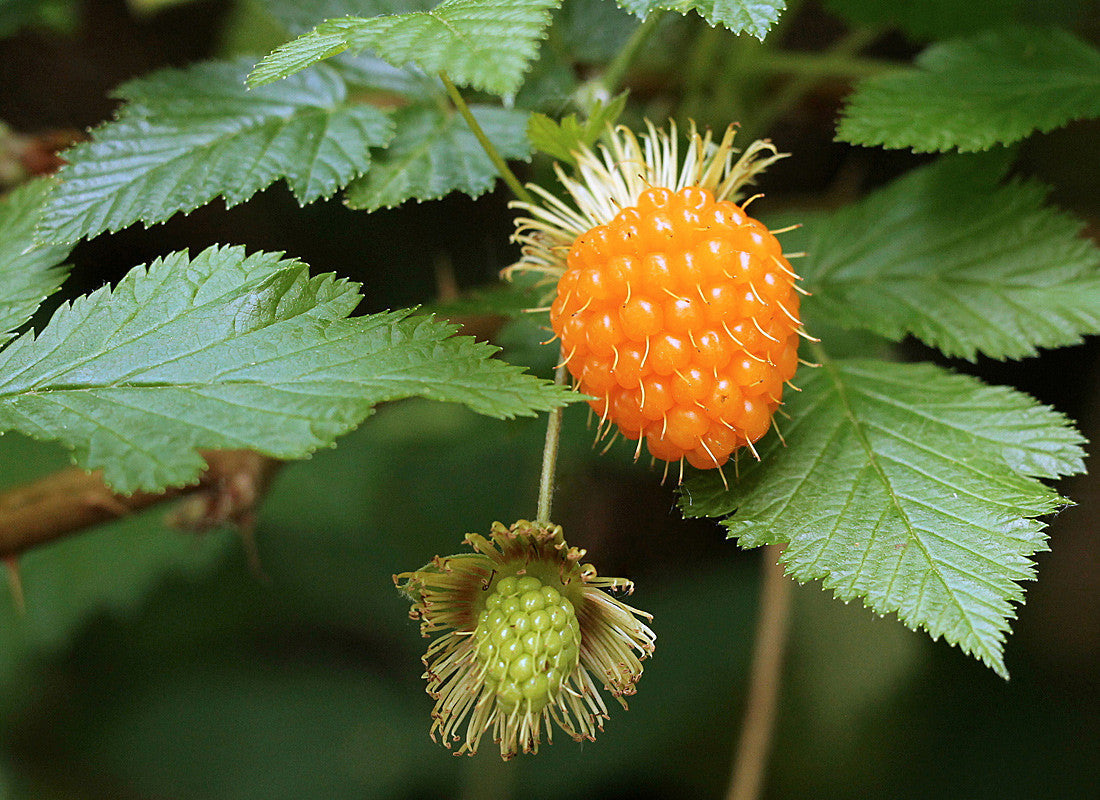 Salmonberry Bush Bare Root Plant Edible Wild Berry Shrub Rubus spectabilis Native Perennial