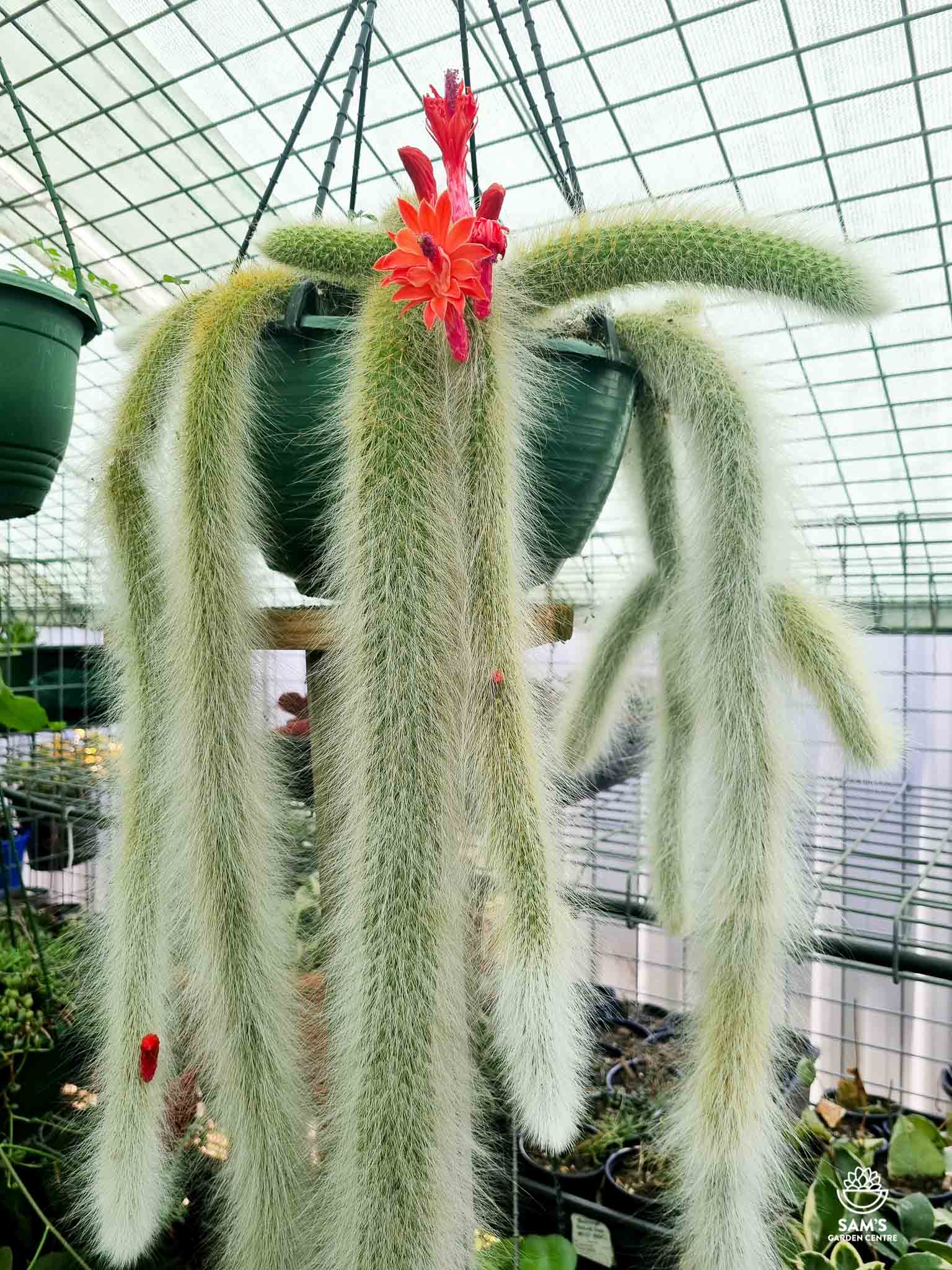 Monkey Tail Cactus Cutting 5" | Hildewintera colademononis | Rare Fuzzy Succulent Plant | Unrooted Hanging Cactus