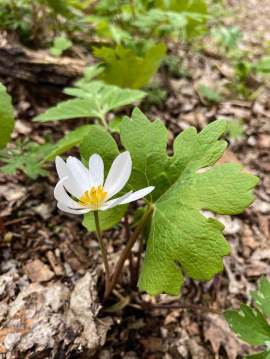 9 Bloodroot Plants (Sanguinaria canadensis) – Native Shade Garden Perennials with Early Spring White Blooms