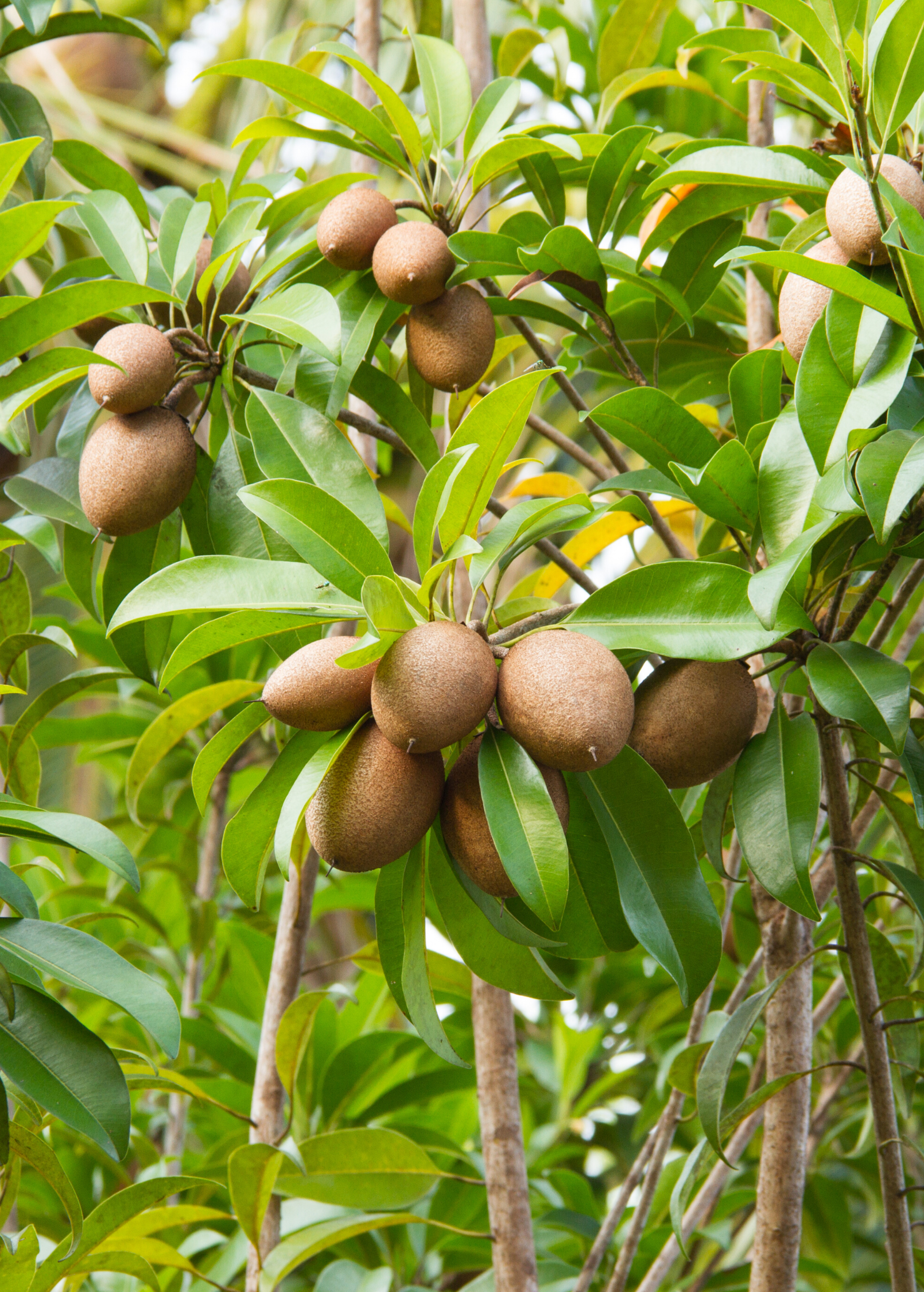 Sapodilla 'Alano' Fruit Tree - Compact Grafted Manilkara zapota for Container Growing