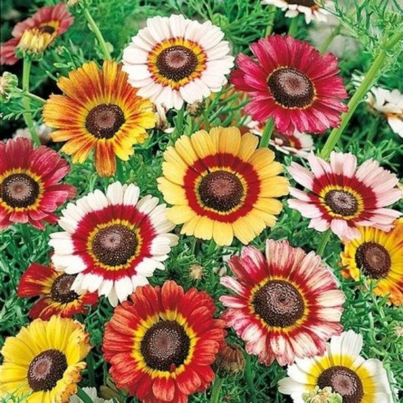 Painted Daisy Flower Seeds | Chrysanthemum coccineum | Colorful Perennial for Pollinator Gardens, Borders & Bouquets