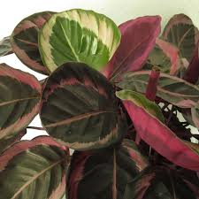 25+ Eclipse Calathea Seeds - Exotic Tropical Houseplant with Pink, Green & Purple Foliage for Indoor Shaded Garden