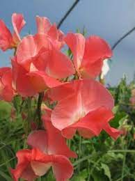 Sweet Pea Seeds 50+ Magenta-Violet Fragrant Climbing Vines Lathyrus odoratus for Garden, Trellises, Fences