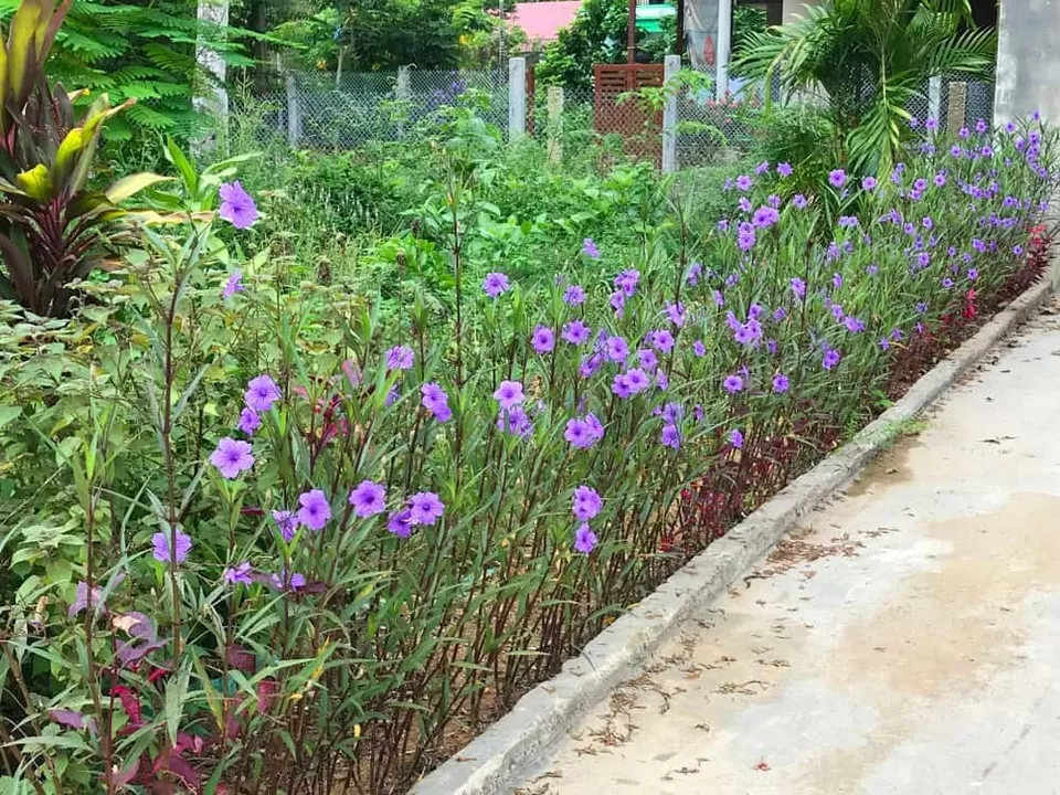 Mexican Petunia Cuttings 10 Pcs, Purple Flowers, Ruellia simplex, Perennial, Hummingbird & Butterfly Attractant, Zones 8-11