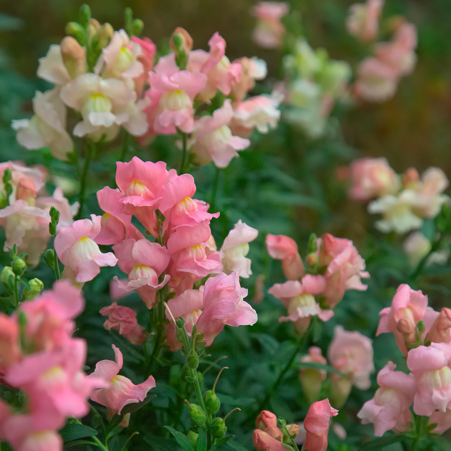 Costa Light Rose II Snapdragon Seeds 1000+ Soft Rose-Pink Flowers for Garden & Cut Flowers Antirrhinum majus
