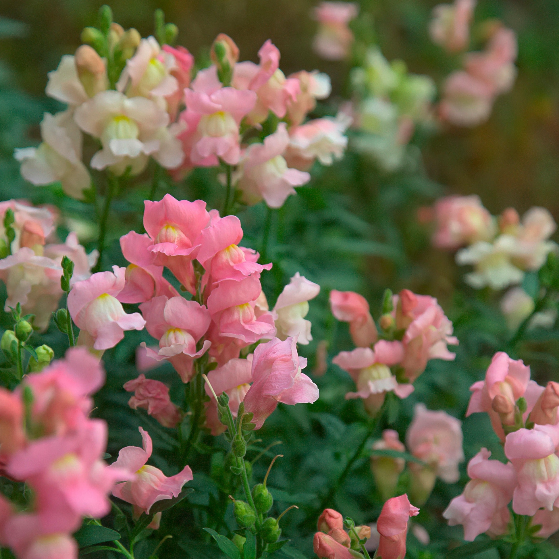 Costa Light Rose II Snapdragon Seeds 1000+ Soft Rose-Pink Flowers for Garden & Cut Flowers Antirrhinum majus