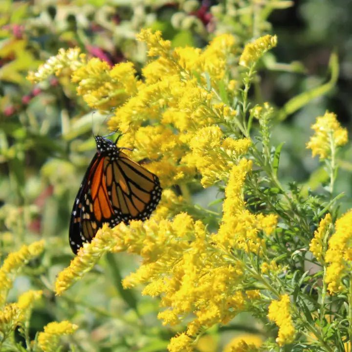 5 Bare Root Goldenrod Plants - Solidago nemoralis Native Wildflower Pollinator-Friendly Monarch Butterfly Plant
