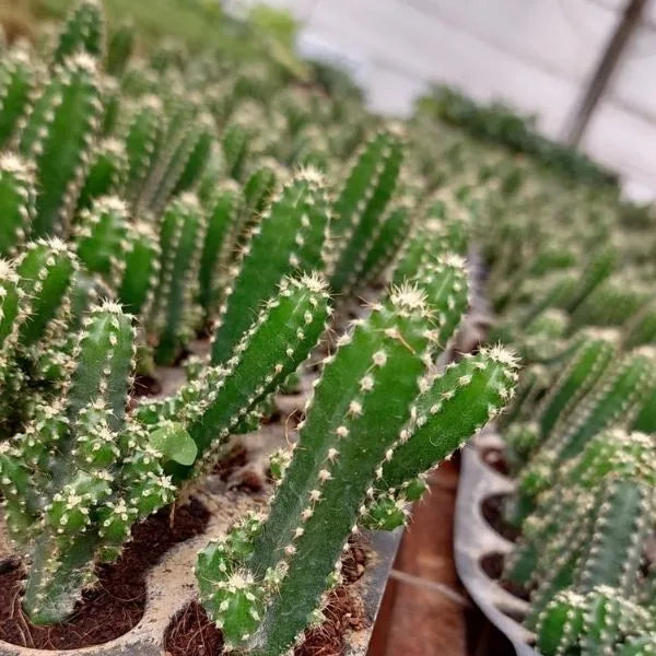 Fairytale Cactus Top Cutting 9-12" Variegated Trailing Cactus, Drought Tolerant, Air-Purifying, Indoor/Outdoor Plant