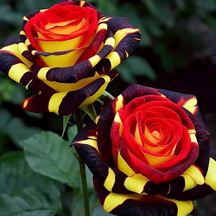 Firebird Rose Seeds - 20 Heirloom Fragrant Climbing or Bush Rose Rosa spp. with Red & Orange Blooms