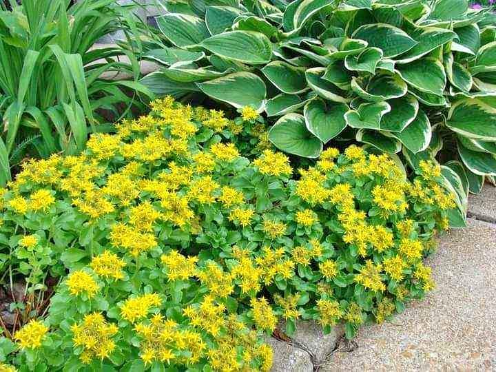 Golden Creeping Sedum (Sedum kamtschaticum) - Drought Tolerant Yellow Ground Cover Perennial