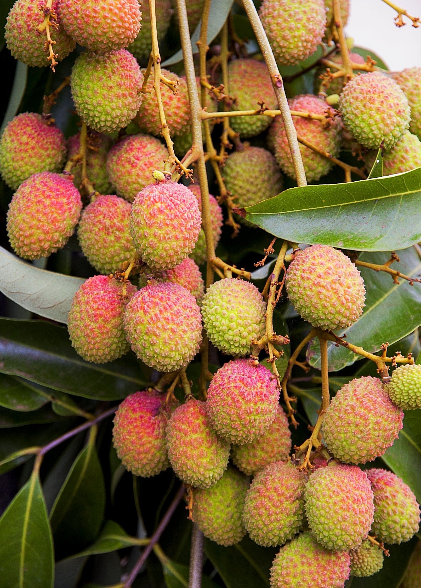 Lychee Tree Potted Mauritius (Litchi chinensis) - Tropical Sweet Red Skin Fruit, Early Harvest, Heavy-Bearing
