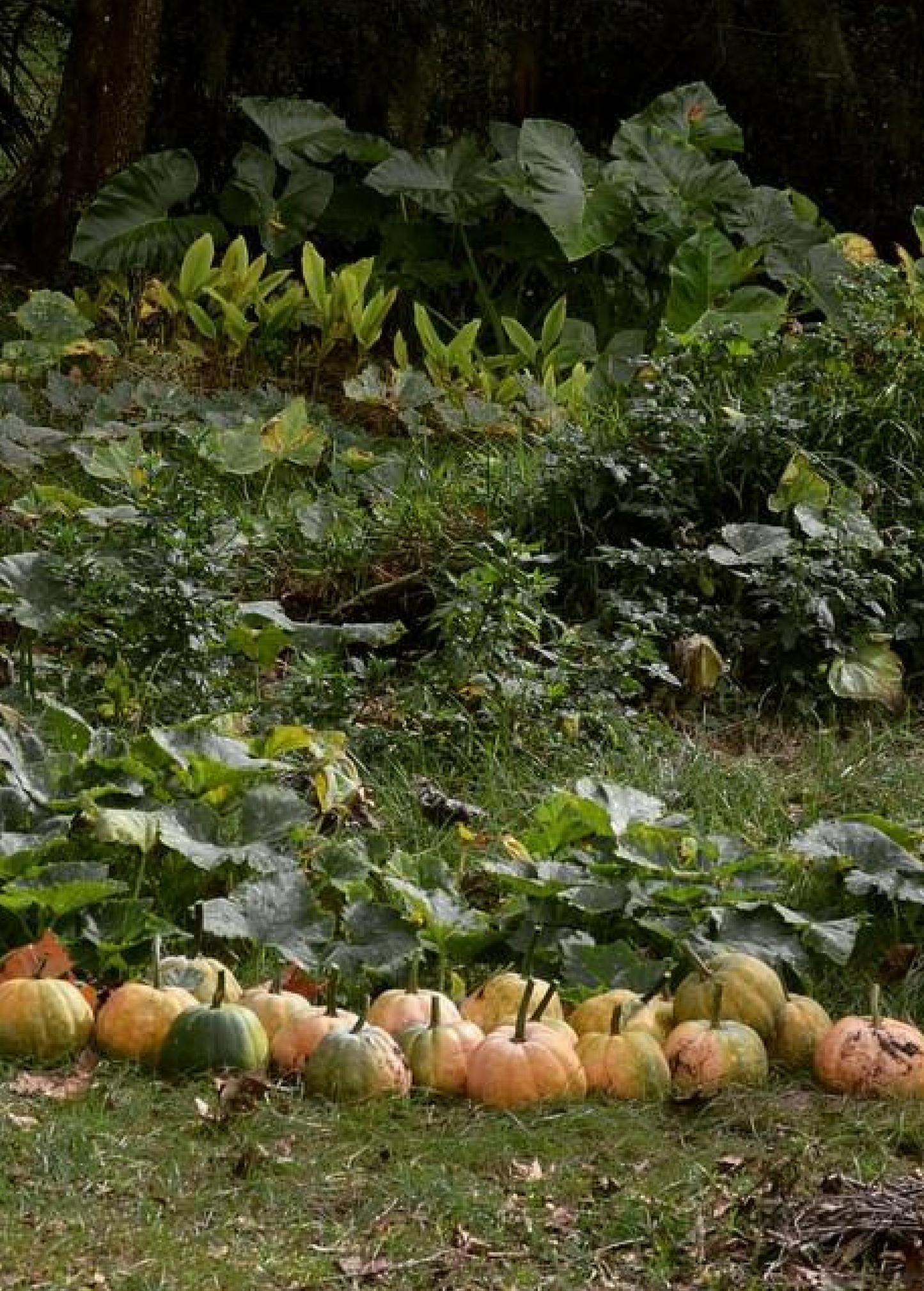 Seminole Pumpkin Seed Packet Cucurbita moschata Native Florida Heirloom Gourmet Edible Fruit
