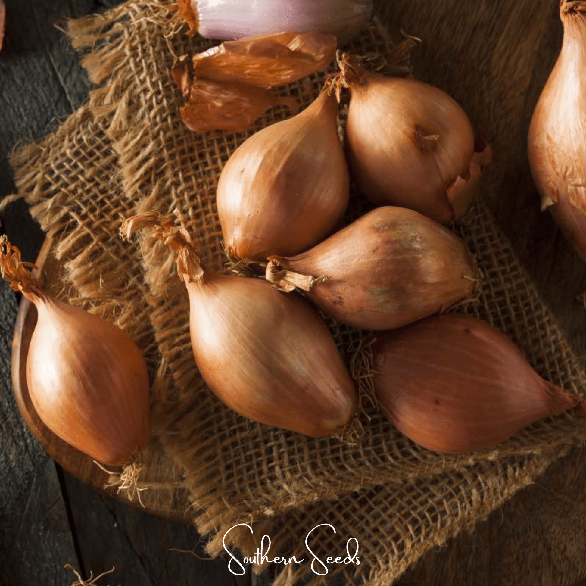 Davidor Shallot Seeds – Non-GMO, Hybrid, Allium cepa, Culinary, 50 Seeds