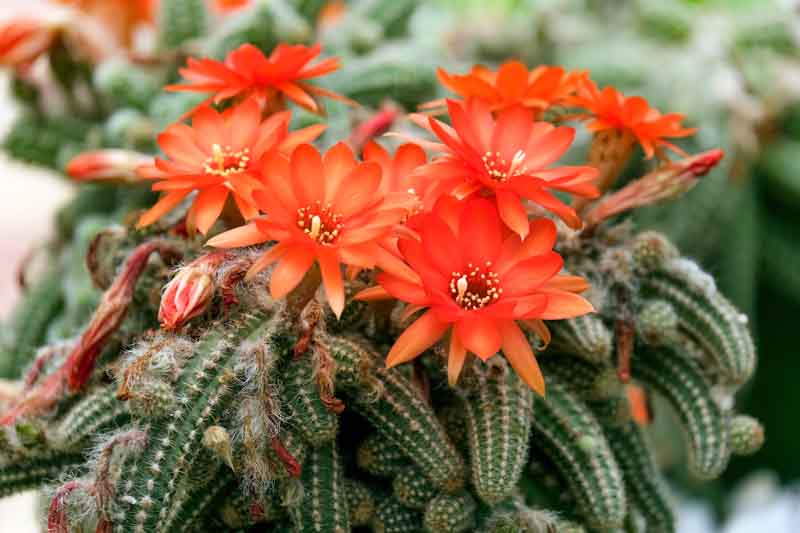 Blooming Peanut Cactus Plug – Echinopsis chamaecereus ‘Rose Quartz’ Live Succulent with Pink Flowers, Easy Care, Compact, Rooted Plant