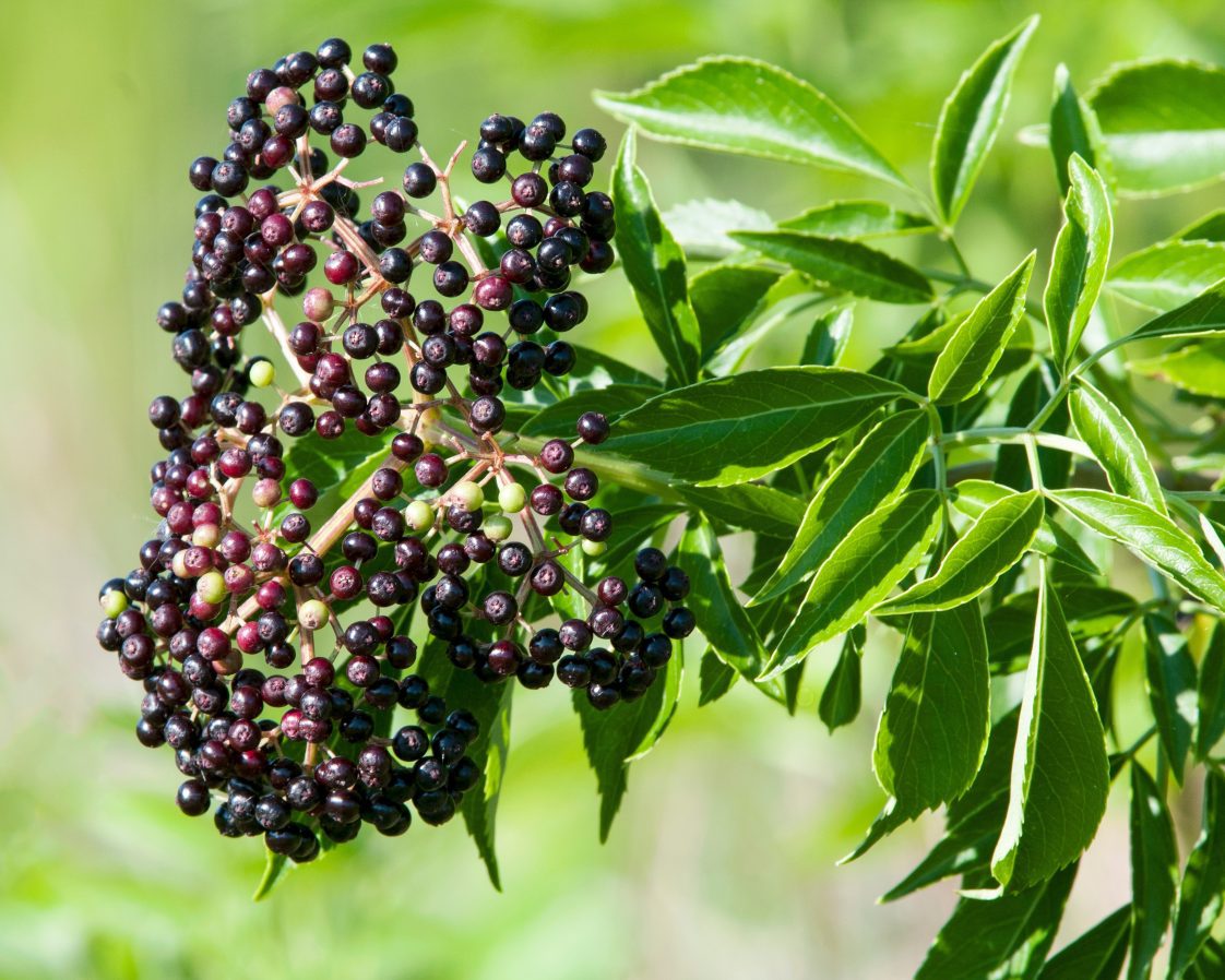 American Elderberry Cuttings 12 Unrooted Sambucus canadensis Adams & York for Wildlife Gardens, Hedges, Landscaping