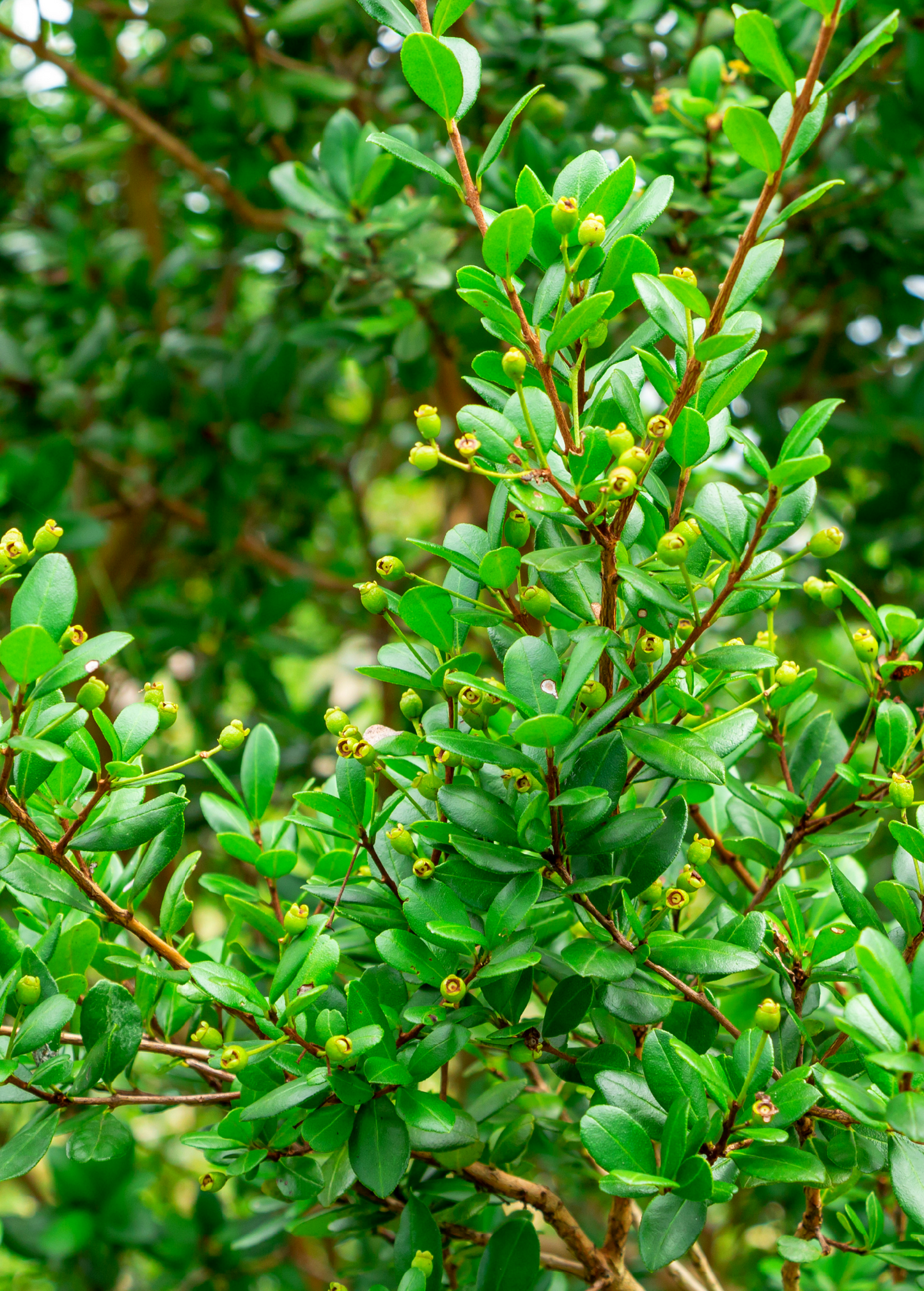Simpson's Stopper Shrub - Fragrant, Native Florida Evergreen Myrcianthes fragrans, Wildlife-Friendly, Drought & Salt Tolerant