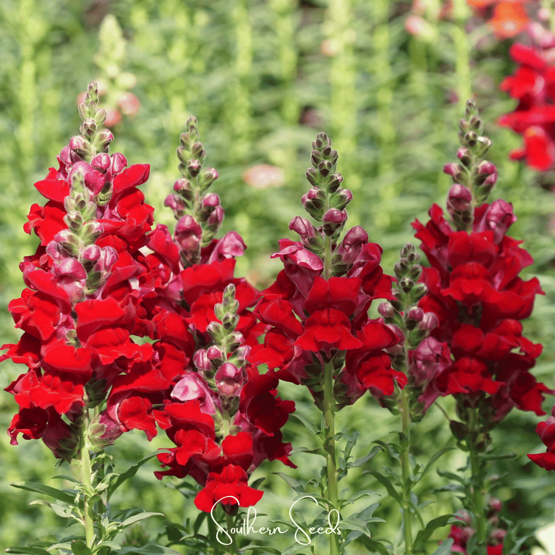 Defiance Snapdragon Seeds – Heirloom Antirrhinum majus Scarlet-Red Flower Pack of 200 Seeds