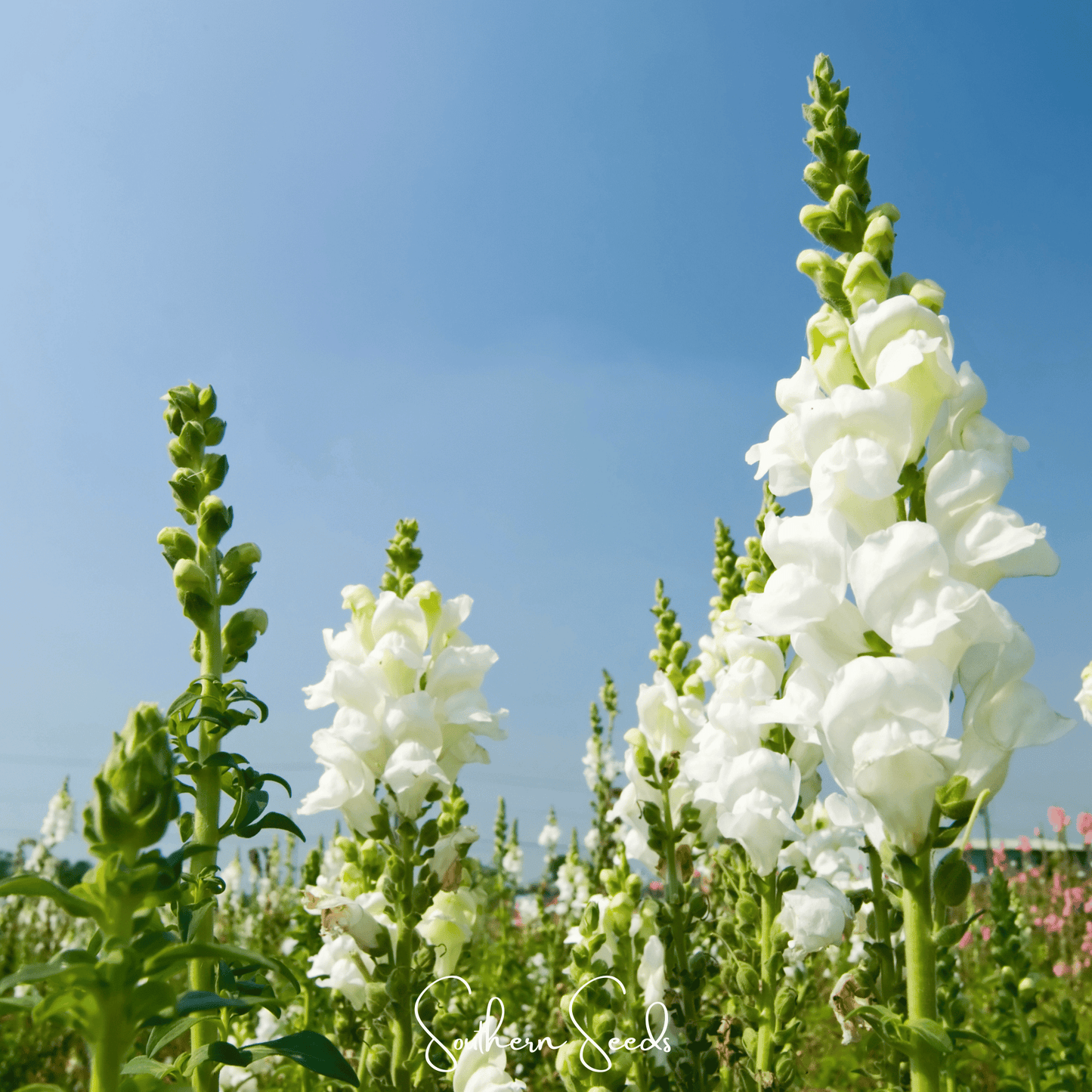 Snowflake Snapdragon Seeds – 200 Heirloom Antirrhinum majus White Flowering Annual for Cutting Gardens