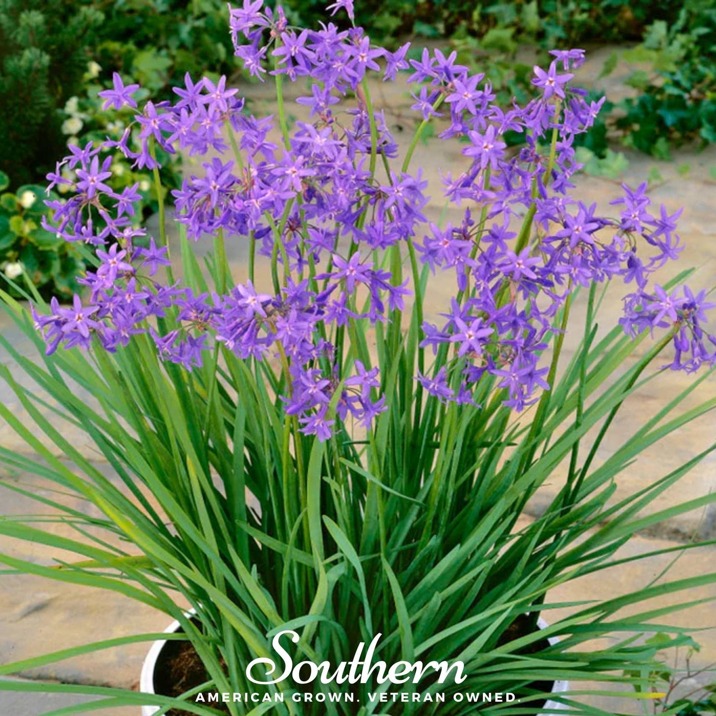 Society Garlic Seeds – 20 Non-GMO Heirloom Tulbaghia violacea for Landscaping & Culinary Use
