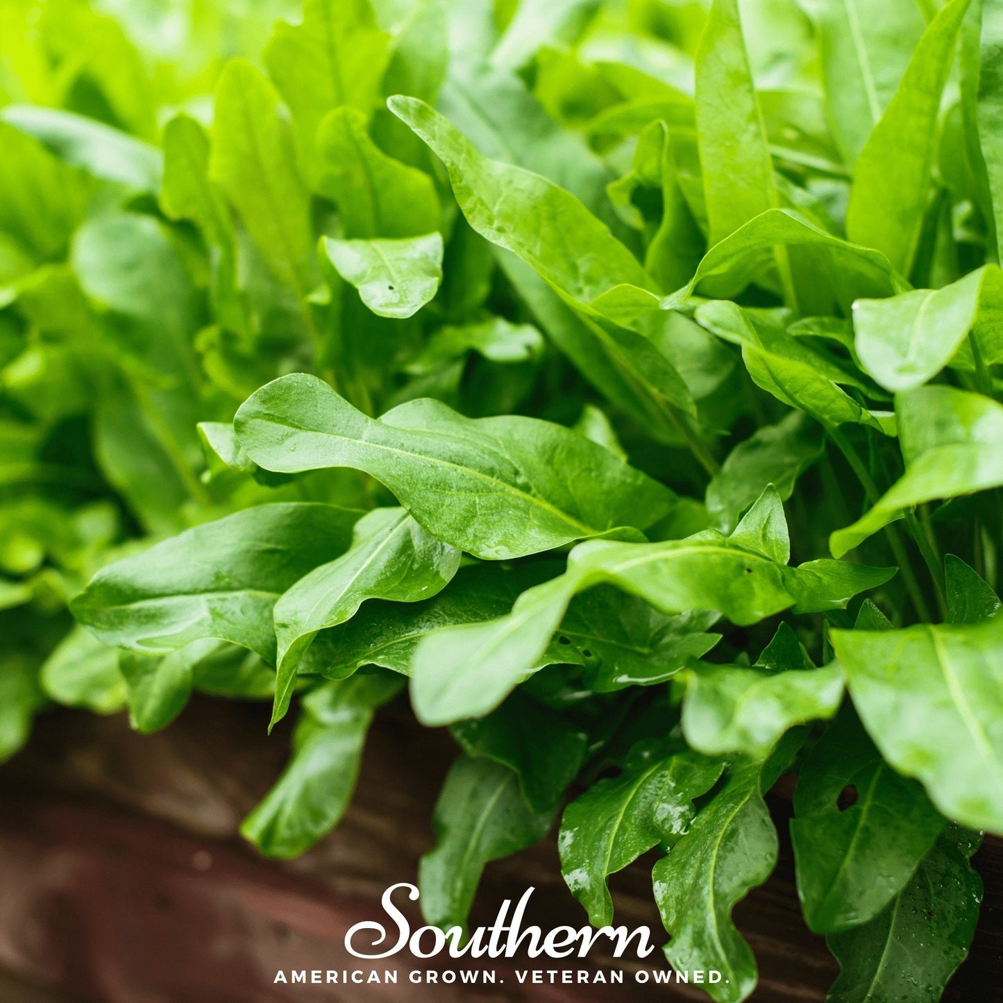 Garden Sorrel Seeds – Heirloom Perennial, Lemon Flavor, 200 Seeds, Rumex acetosa, Edible Green, Cut-and-Come-Again