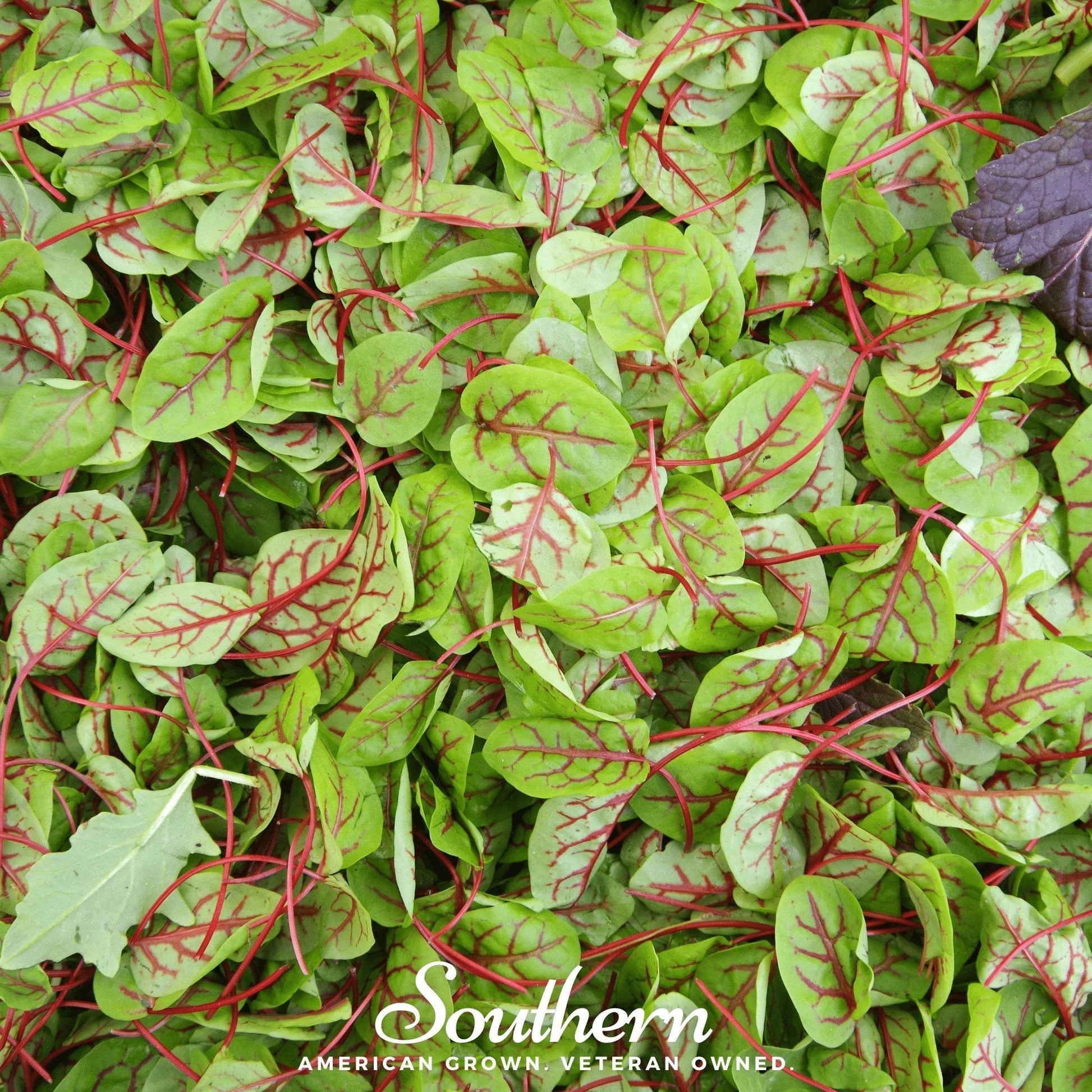 Red Veined Sorrel Seeds – Heirloom Edible Greens, Ornamental, Rumex sanguineus, 200 Seeds
