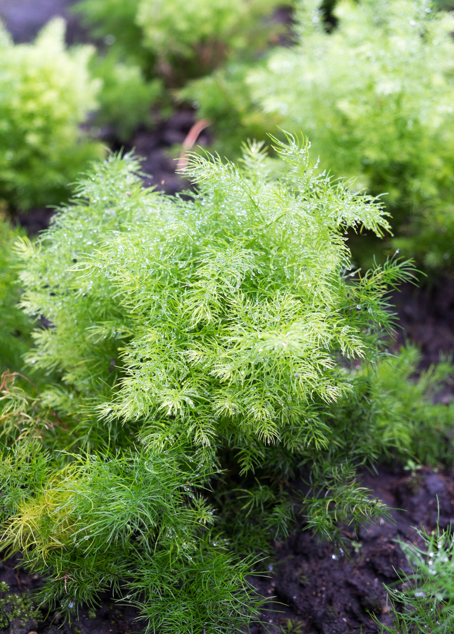 Shatavari Plant | Ground-Dwelling Perennial Herb | Asparagus racemosus | Medicinal Herb for Ayurveda