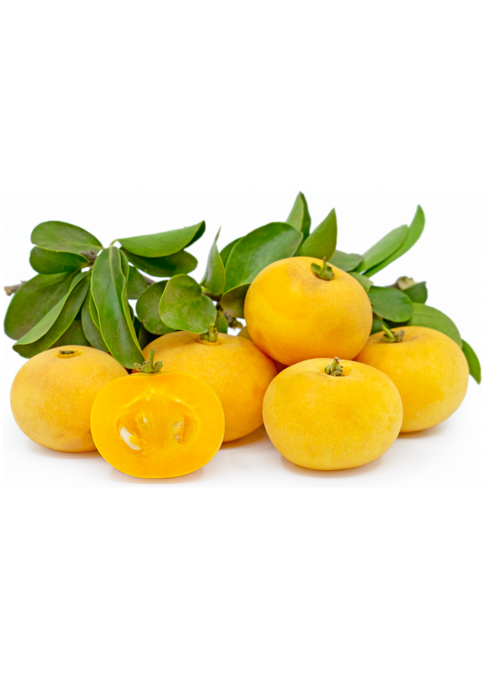 Kei Apple Tree Dovyalis caffra - Spiny Tropical Hedge Tree with Tart, Vitamin-Rich Fruit