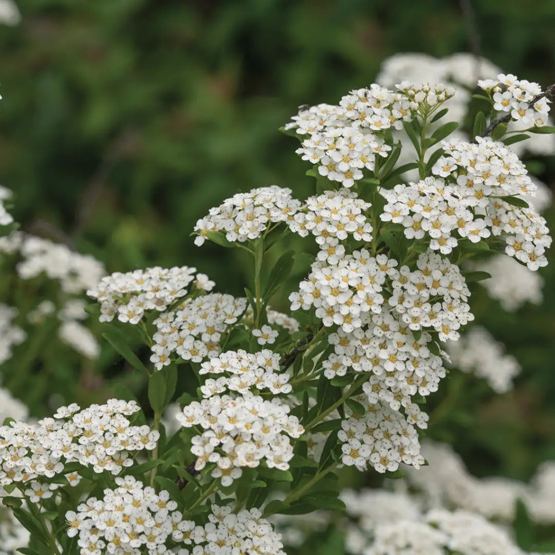 White Wedding Cake Spirea Cuttings - Unrooted 6-8" Bridalwreath Shrub for Hedges & Gardens