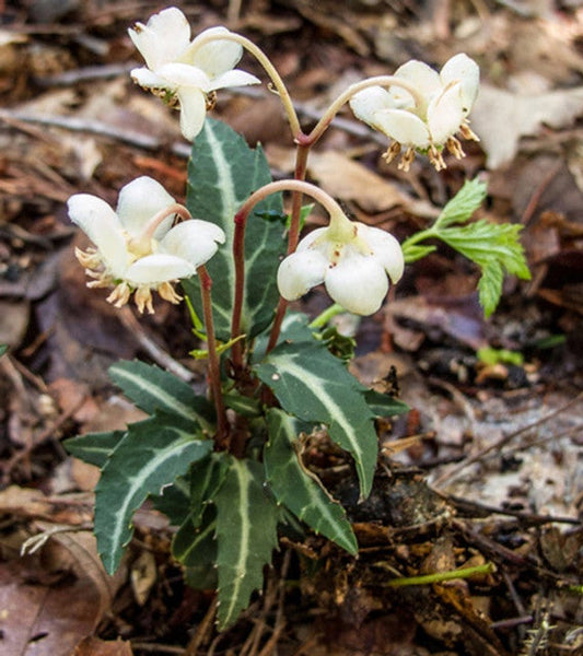 10 Bare-Root Rat’s Vein Plants Spotted Wintergreen Chimaphila maculata Native Evergreen Perennial