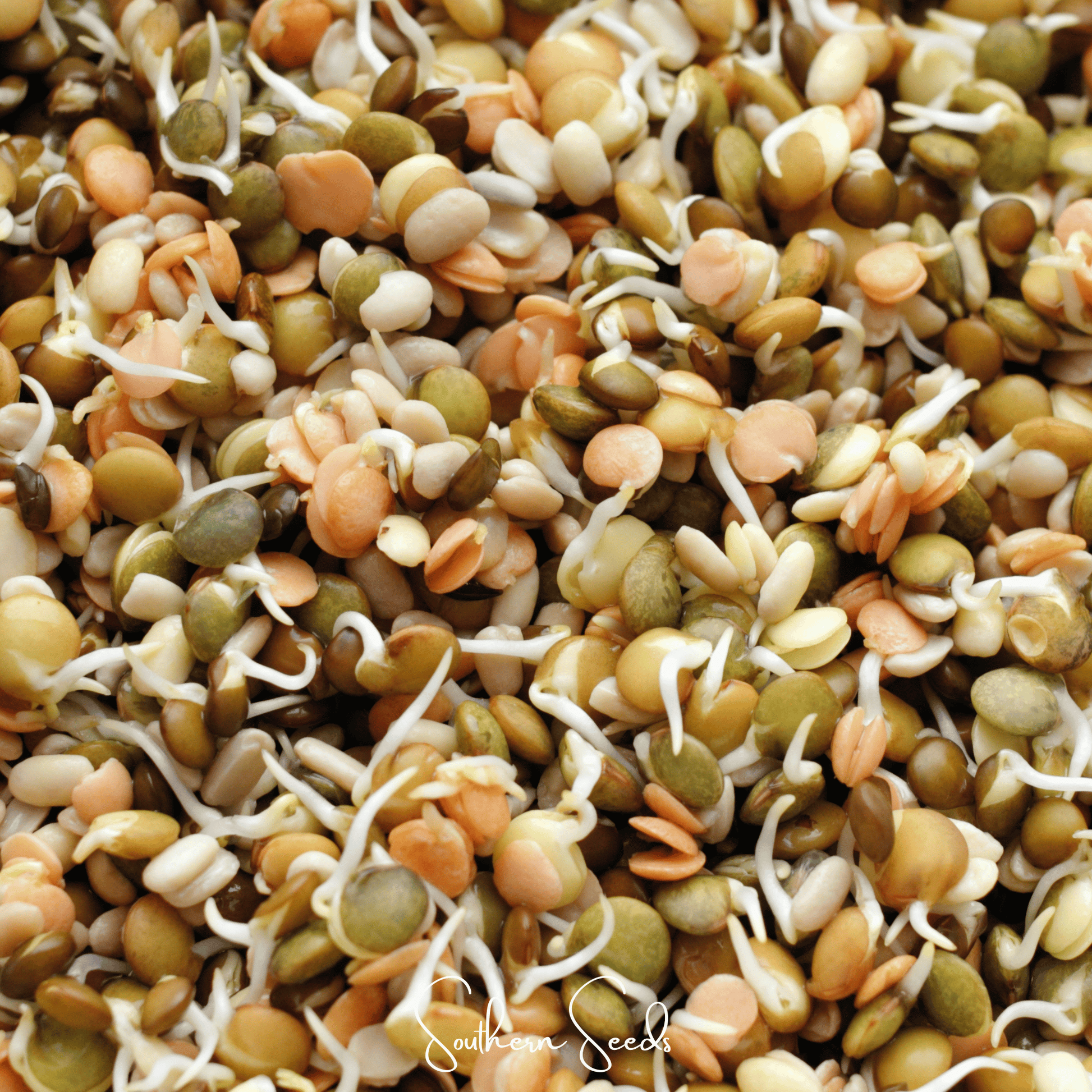 Crunchy Lentils Sprout Mix 500 Seeds, Non-GMO, Green, Red & French Lentils, Easy to Grow, Nutritious Sprouts for Salad & Stir-Fry