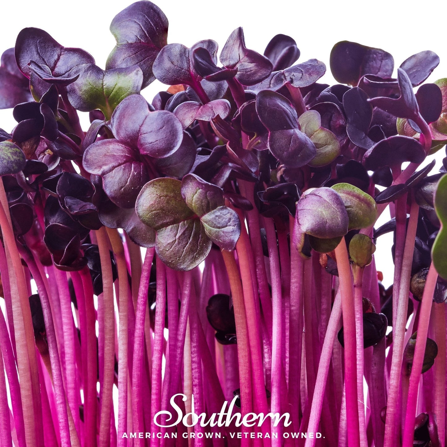 Rambo Purple Sprout Radish Seeds – 100 Non-GMO Sprouting Seeds for Salads & Sandwiches