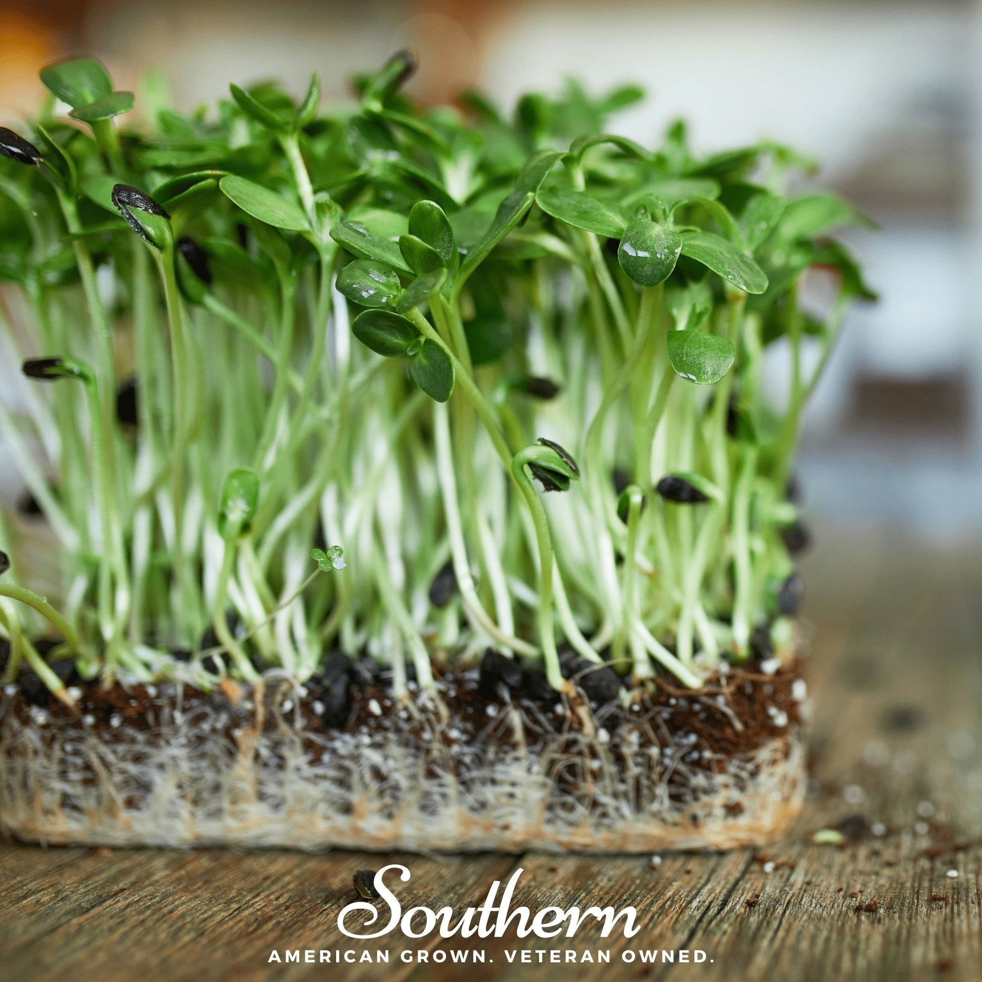 Organic Black Oil Sunflower Microgreens Seeds – 500 Non-GMO, Heirloom, Open Pollinated, Fast-Growing, Nutrient-Dense Sprouts
