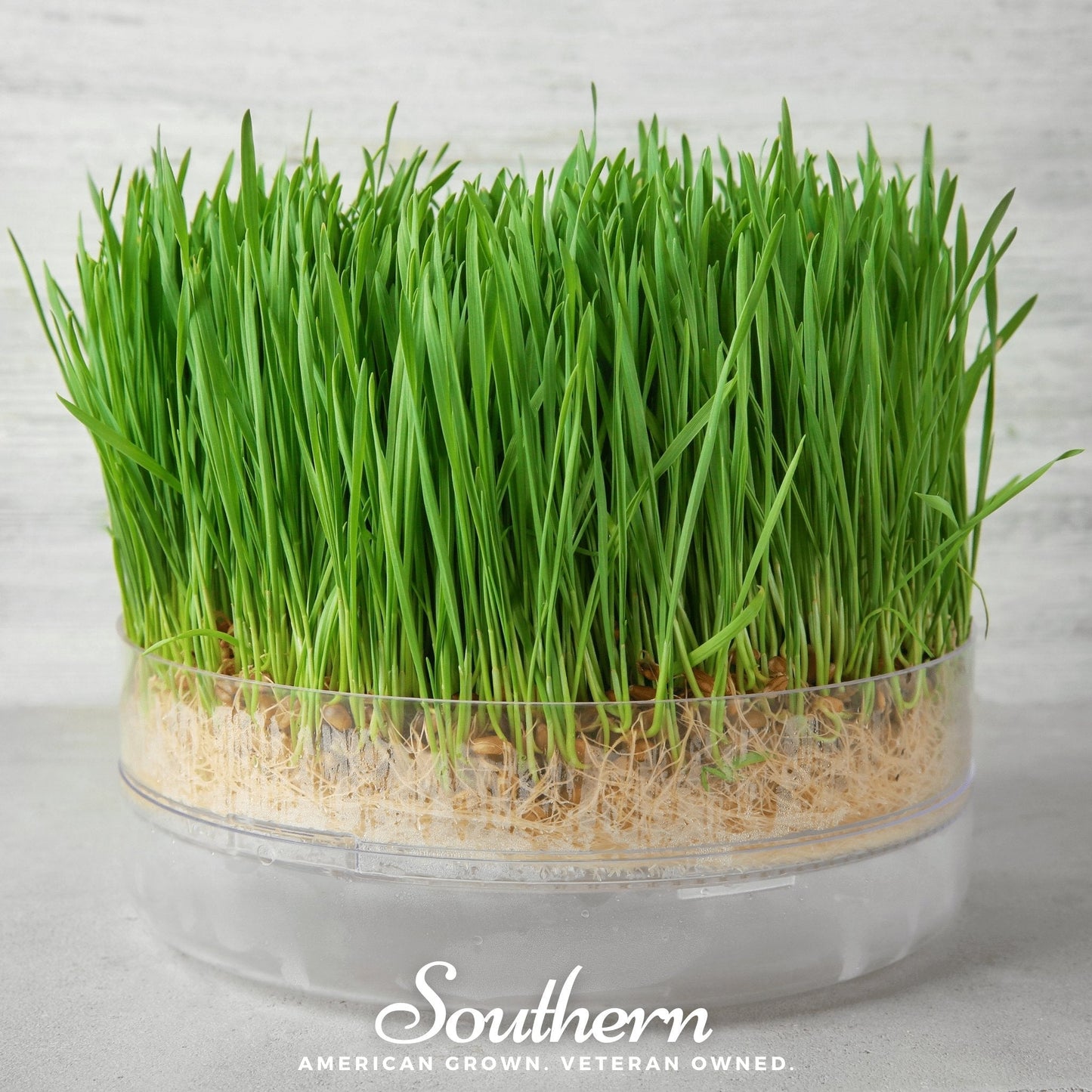 Hard Red Winter Wheat Sprouts Seeds – Non-GMO, Heirloom, American Grown for Juicing & Sprouting