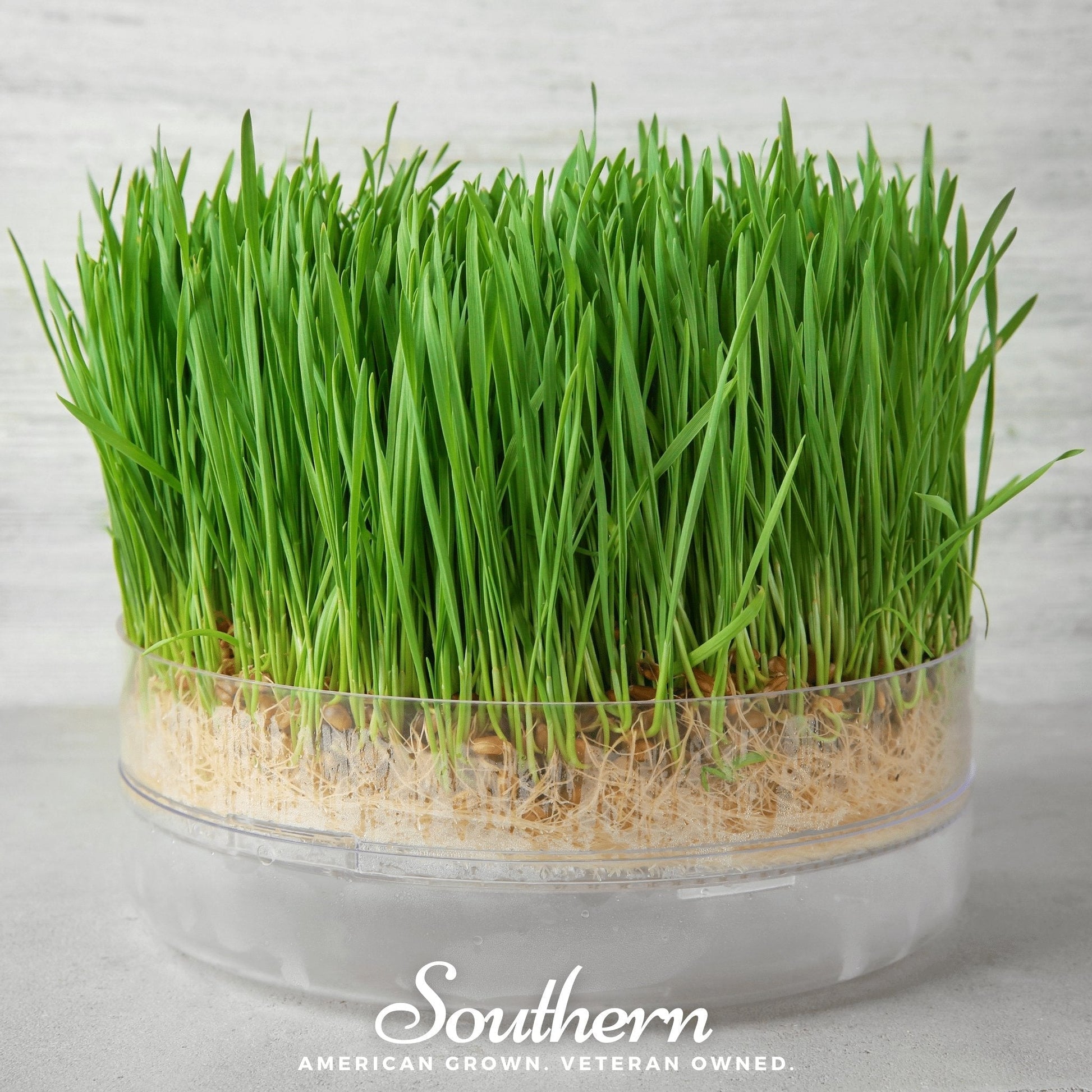 Hard Red Winter Wheat Sprouts Seeds – Non-GMO, Heirloom, American Grown for Juicing & Sprouting