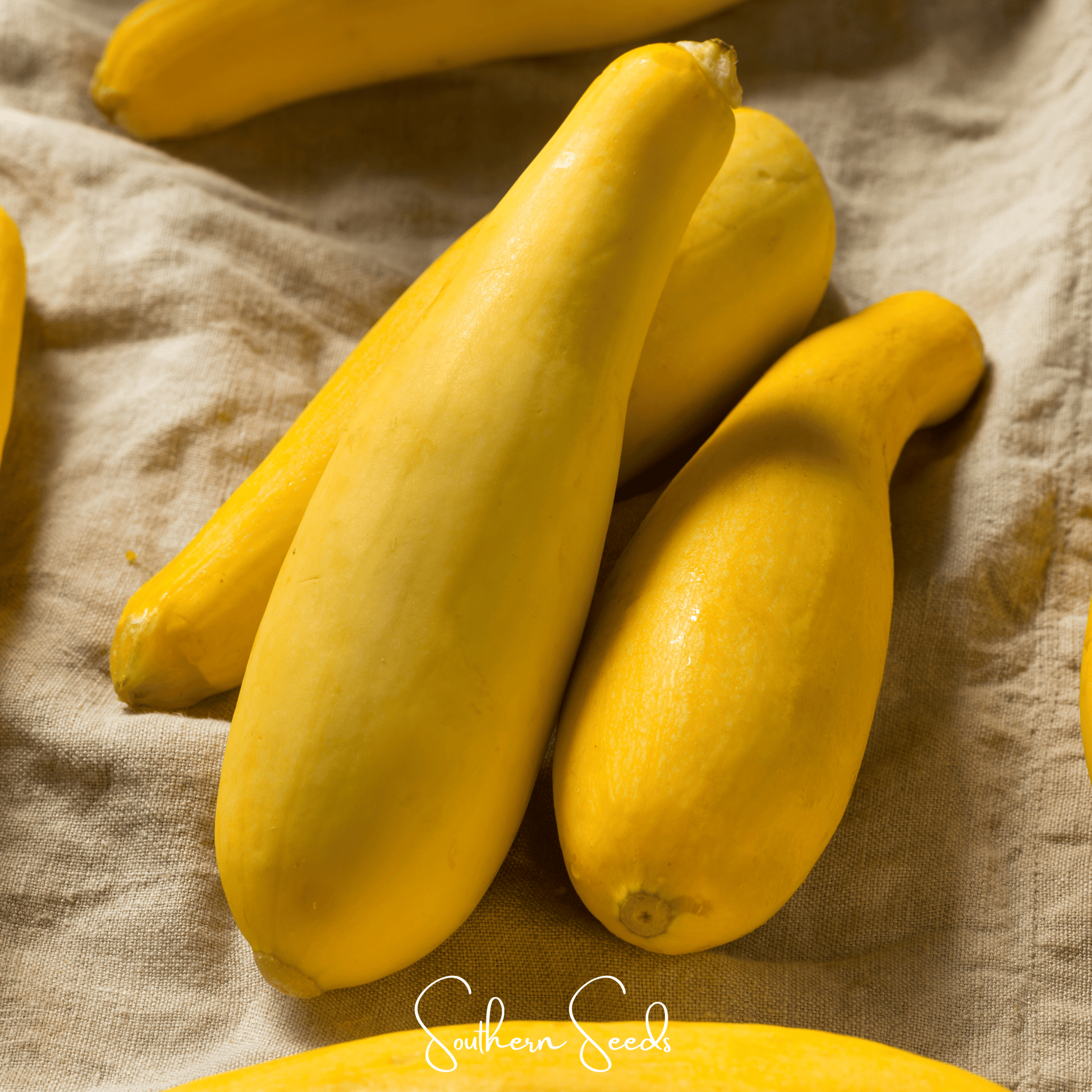 Early Prolific Straightneck Squash Seeds – Heirloom Cucurbita pepo, All-American Selections Winner, Bountiful Summer Harvest