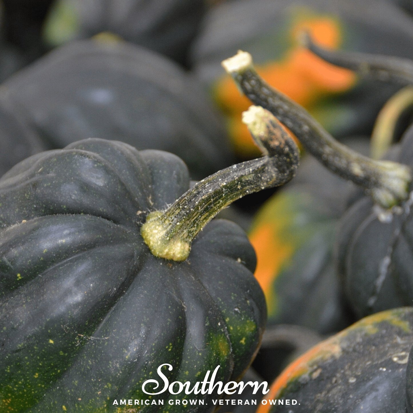 Table King Acorn Winter Squash Seeds – Heirloom, Non-GMO, 20 Seeds, Award-Winning, Native American Heirloom, Open Pollinated, 75 Days