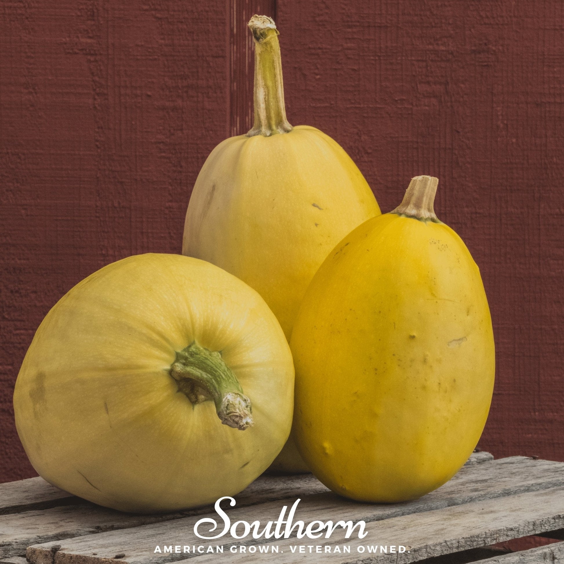 Spaghetti Winter Squash Seeds – Heirloom Cucurbita pepo, 20 Non-GMO Open Pollinated Seeds for Growing Pasta Alternative