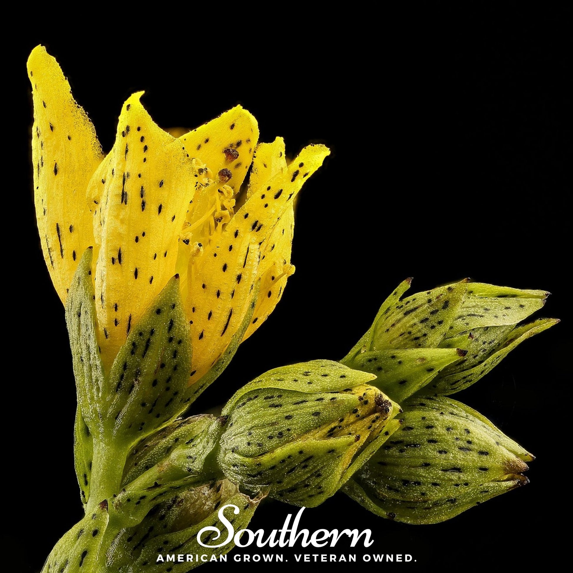 Dotted St John's Wort Seeds – Heirloom, Non-GMO, Pollinator-Friendly Perennial, US Native Wildflower, Hypericin-Rich, USDA Zones 3-10