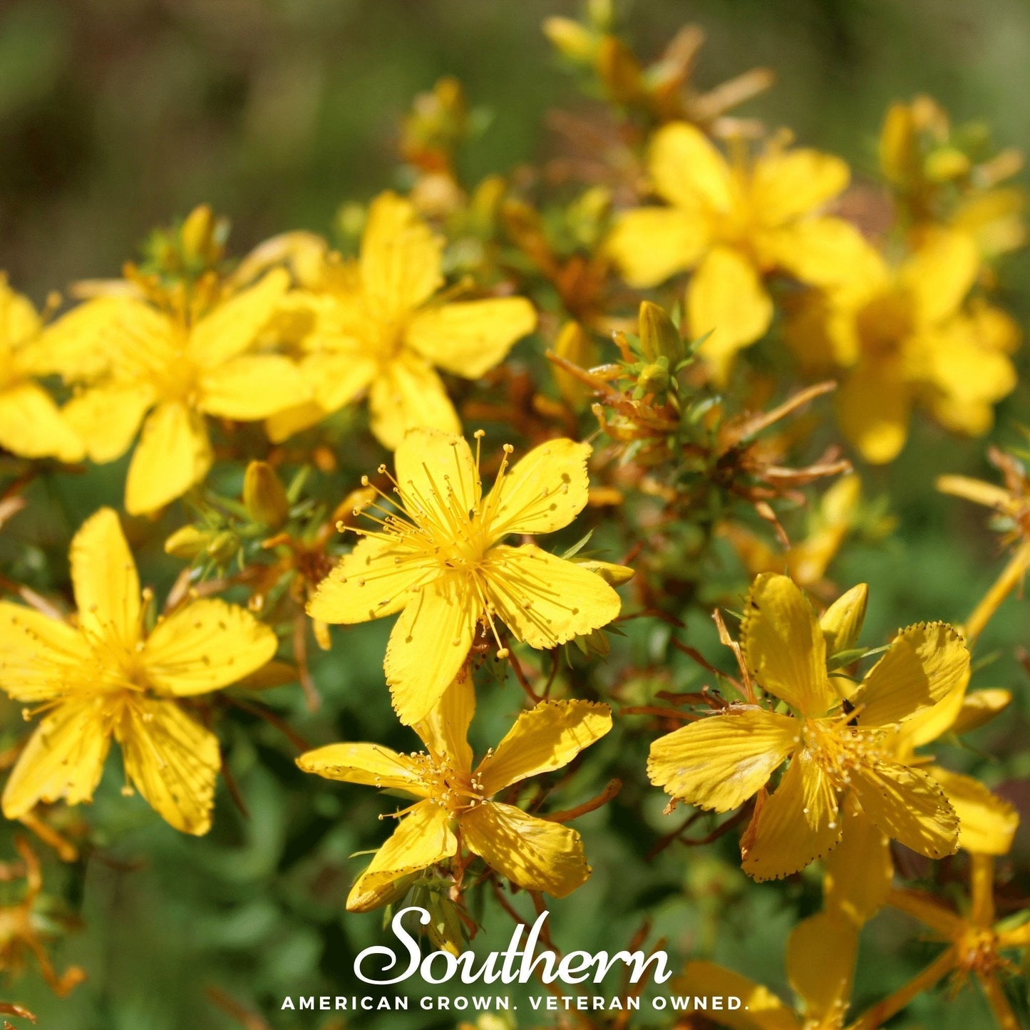 St. John's Wort Seeds - Heirloom Perennial with Bright Yellow Flowers - Hypericum perforatum - 100 Seeds