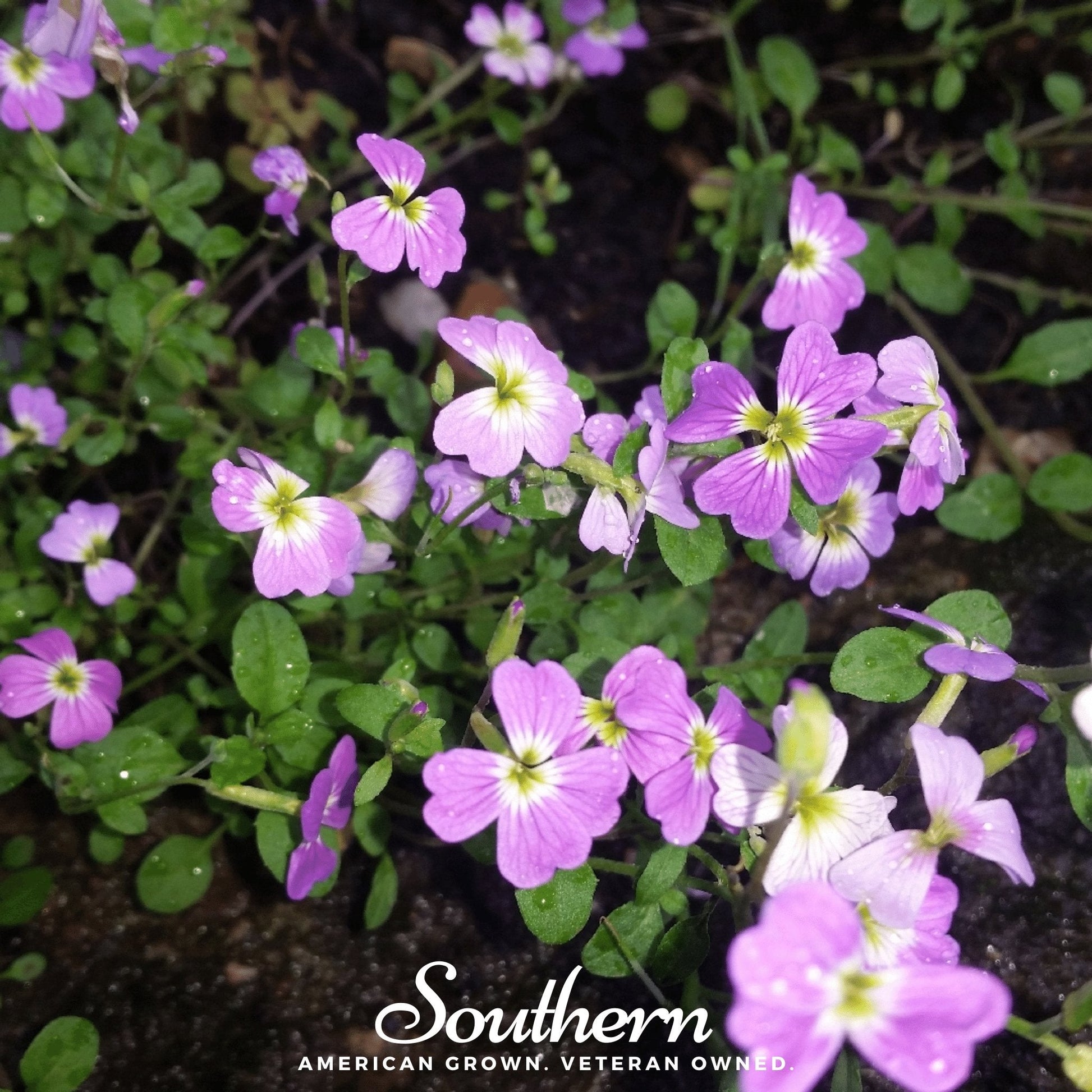 Virginia Stock Seeds – 500 Non-GMO American-Grown Annual Flowers (Malcolmia maritima)