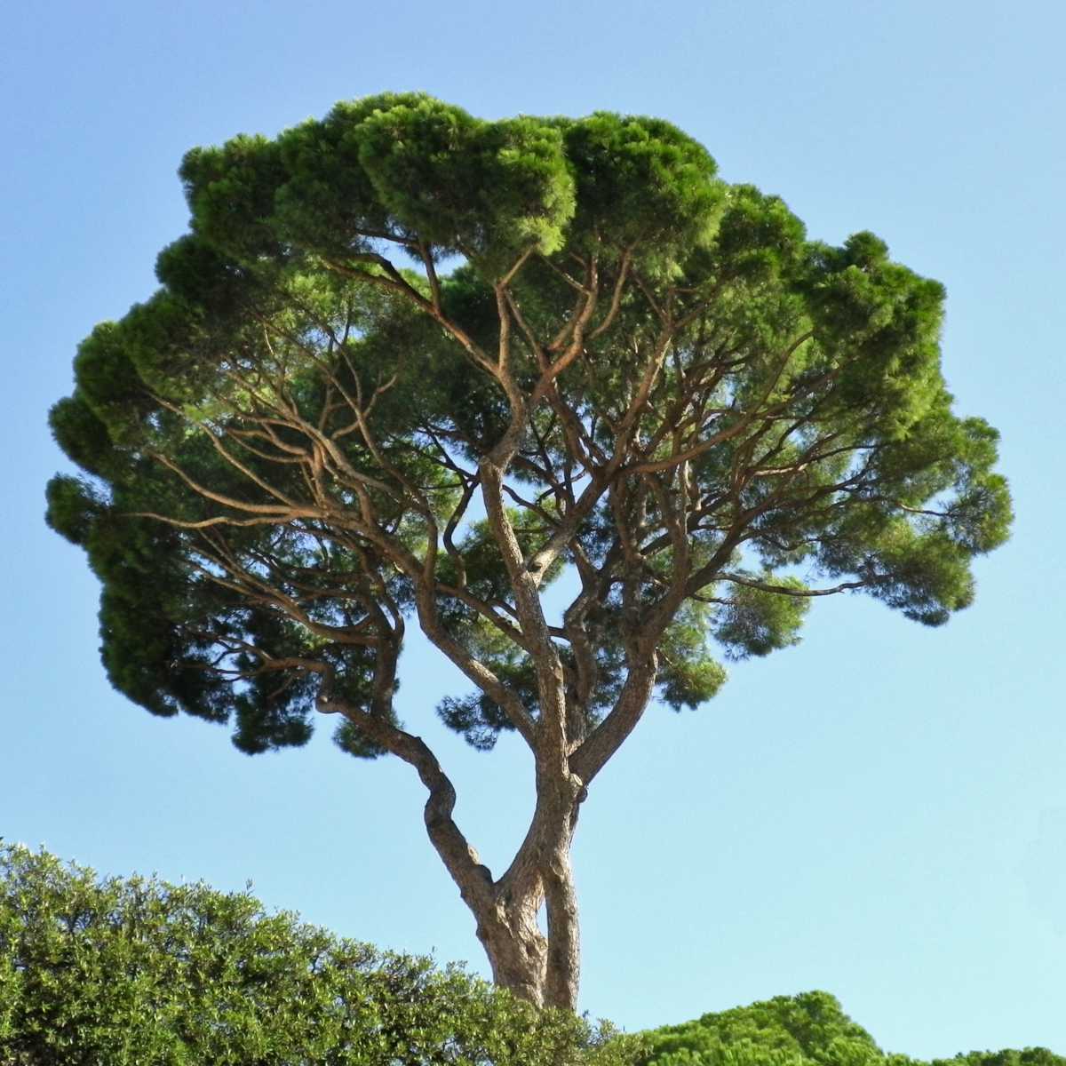 Stone Pine Tree Live Plant | Mediterranean Evergreen | Pinus pinea | Edible Pine Nuts | Italian Umbrella Pine