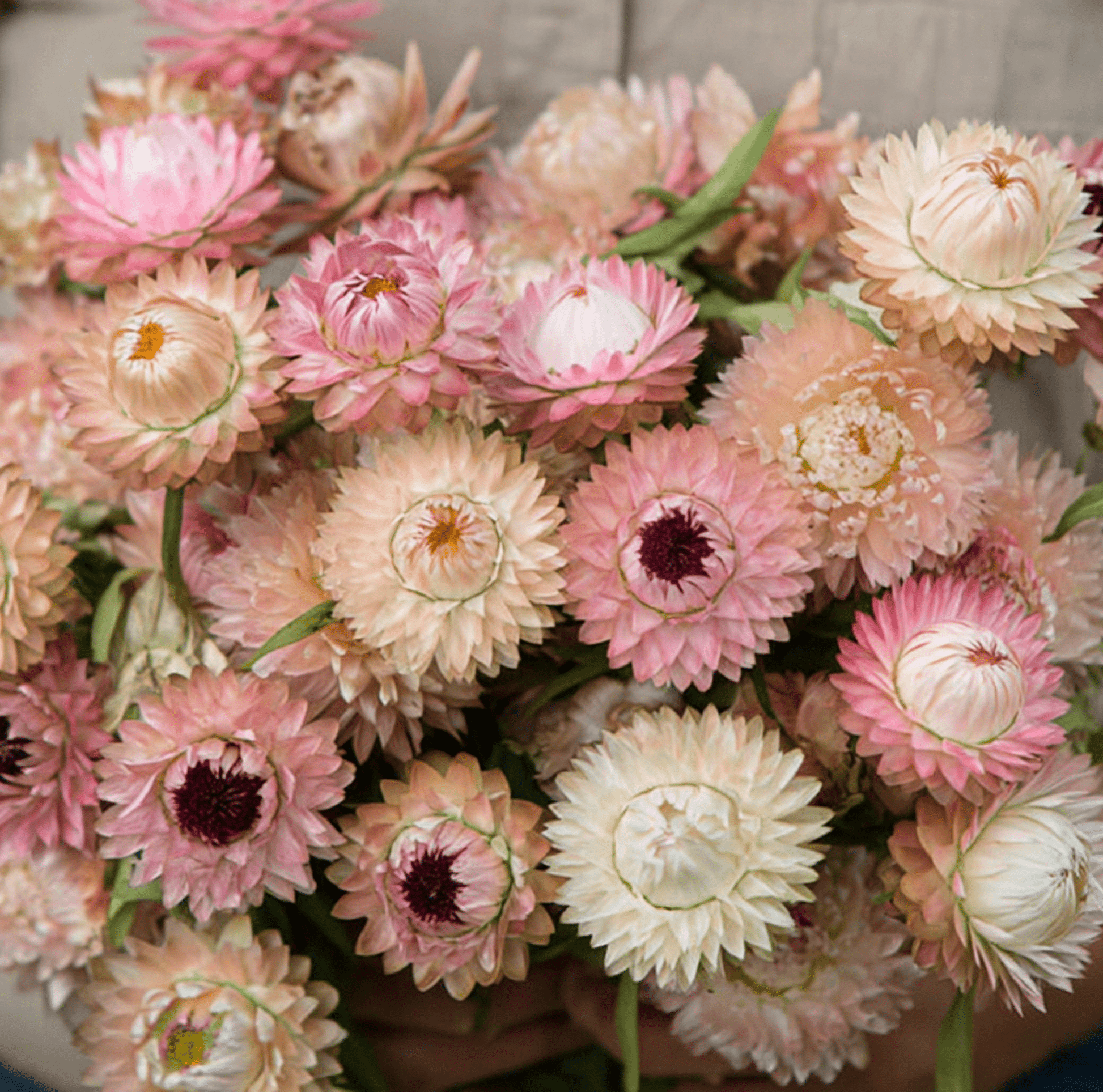 Silver Rose Strawflower Seeds – Heirloom, Dried & Fresh Cut Flowers, 25 Seeds, Xerochrysum bracteatum