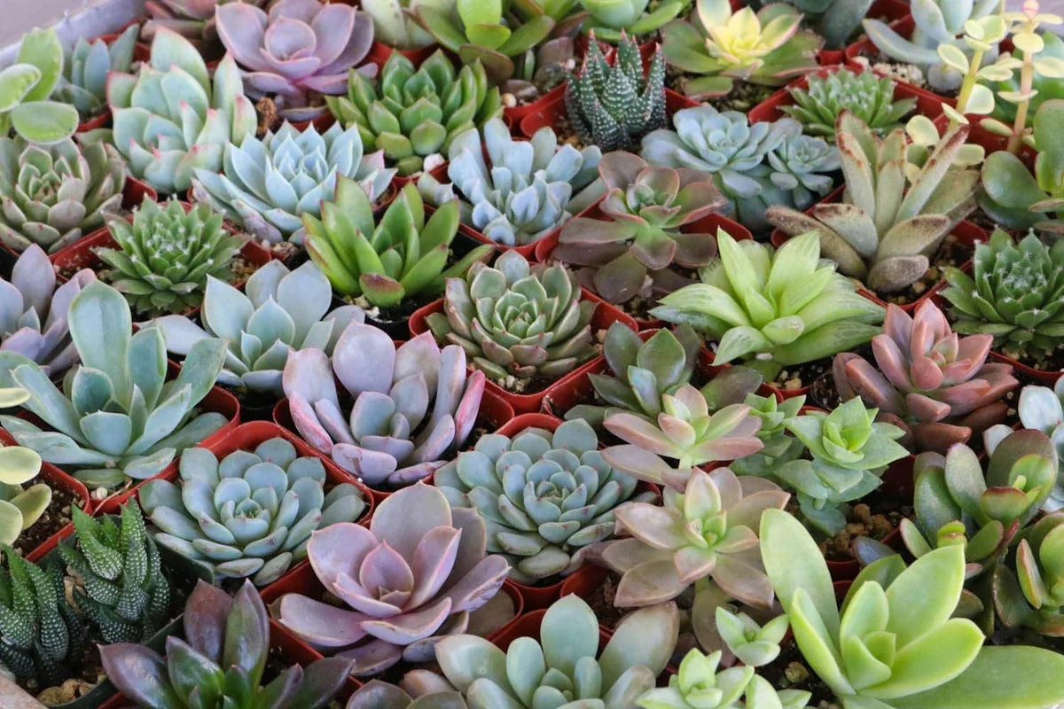 Assorted Succulent Cuttings 25 Pack Unrooted Live Stems for Indoor Outdoor Terrariums DIY Crafts and Arrangements