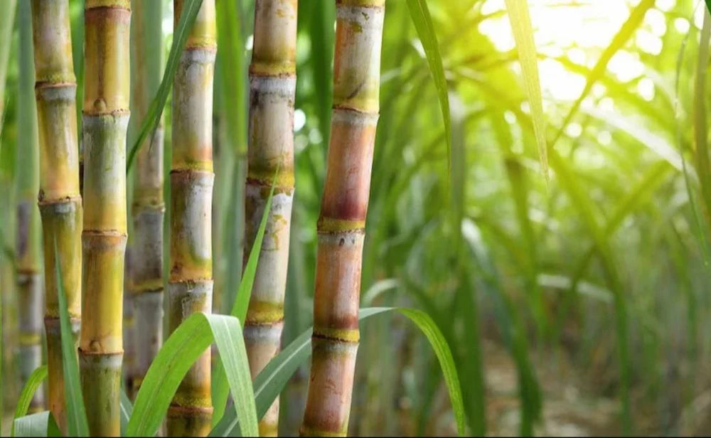 Green Sugarcane Cuttings – Fresh Live Plant for Juicing, Chewing, Organic Edible Garden Starter, Fast Growing Tropical Cane