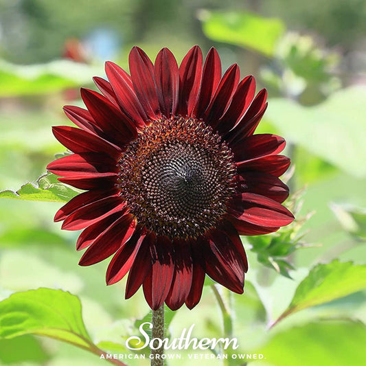 Chocolate Sunflower Seeds – Heirloom, Deep Red, Branching, Helianthus annuus, 25 Seeds