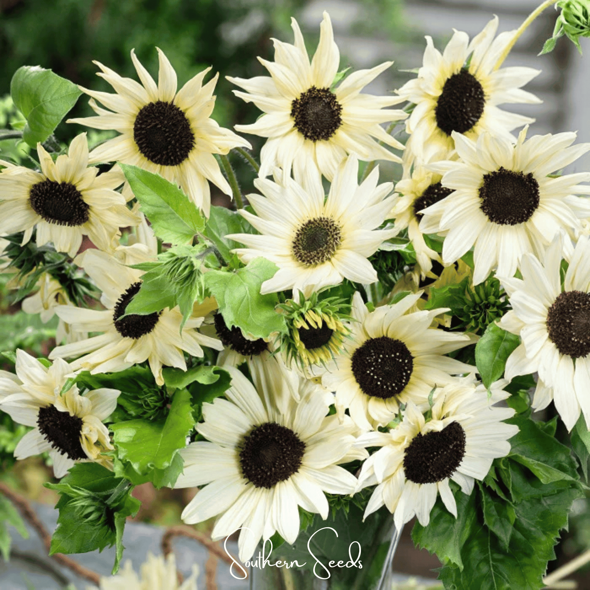 Italian White Sunflower Seeds – Heirloom, Branching, Creamy White Flowers, Dark Chocolate Center, Pollinator Friendly, Open Pollinated
