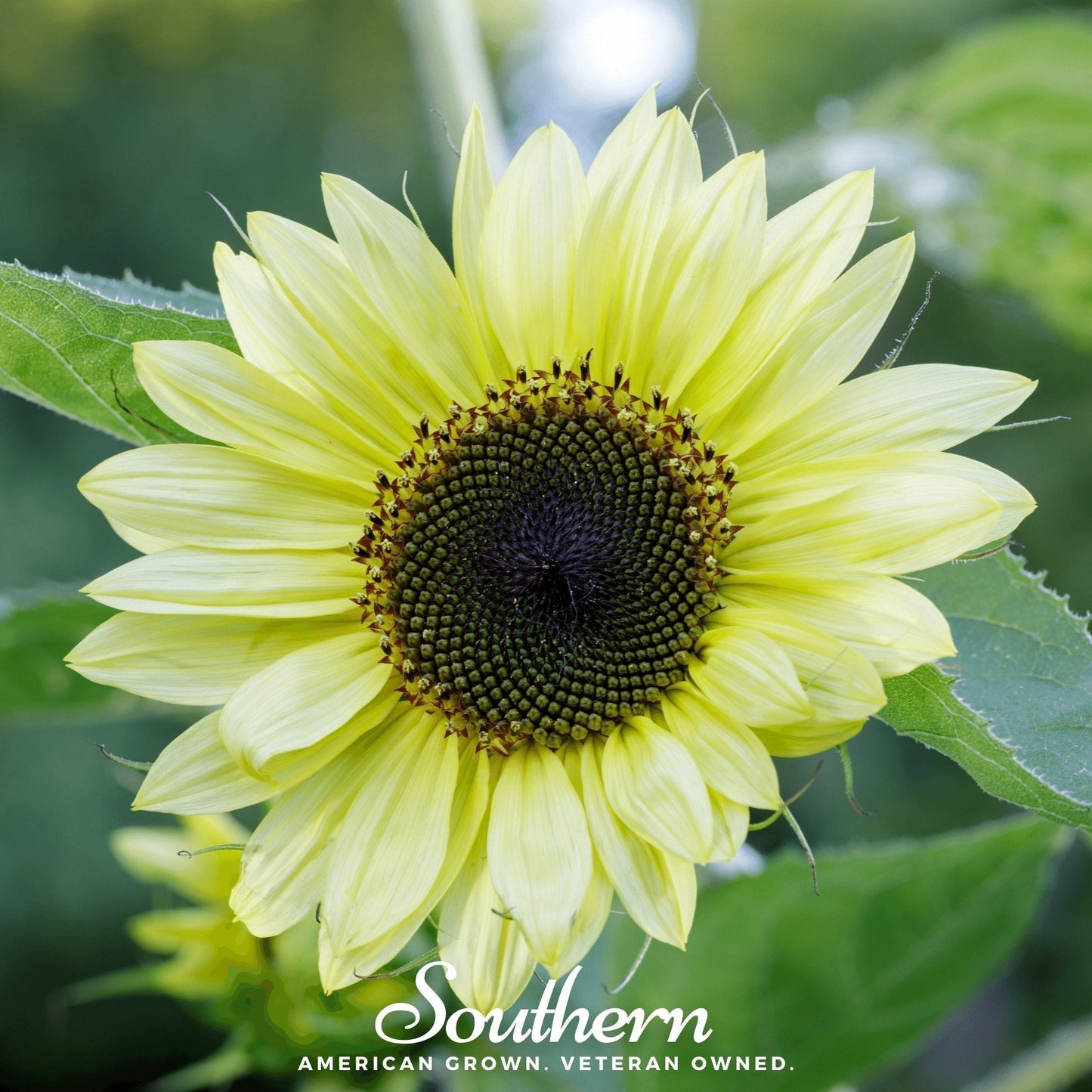 Lemon Queen Sunflower Seeds – Heirloom, Open Pollinated, 25 Non-GMO Seeds for Cutting Garden & Pollinators (Helianthus annuus)